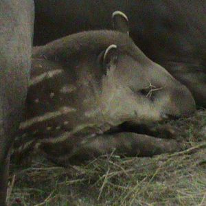 juvenile brazilian tapir 041211