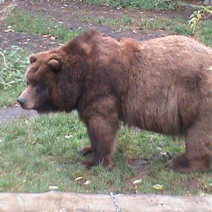 american grizzly bear 041211
