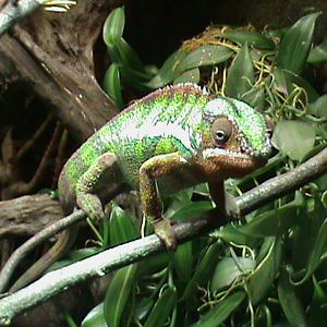 panther chameleon 041211