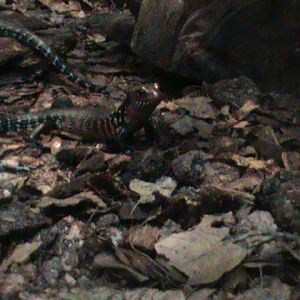 african fire skink 041211