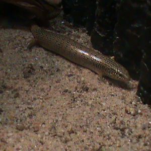 ocellated skink 041211