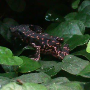 cayenne stubfoot toad 041211