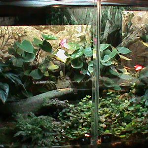 frog vivarium 041211