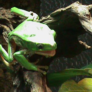 phyllomedusa bicolor 041211