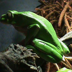 phyllomedusa bicolor 041211