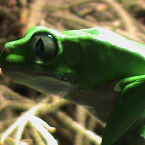 phyllomedusa bicolor 041211