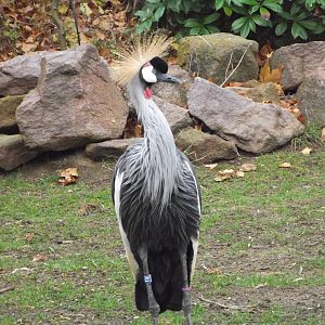 crowned crane 041211