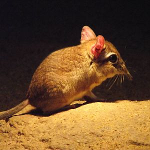 rufous elephant shrew 041211