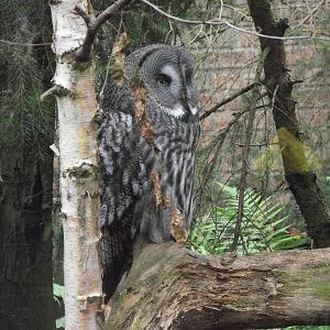 great grey owl 041211