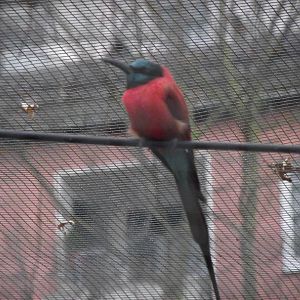 carmine bee-eater 041211