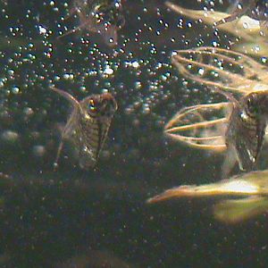 black-winged hatchetfish 080112