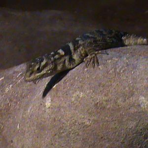 blue spiny lizard 080112