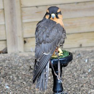 Aplomado Falcon