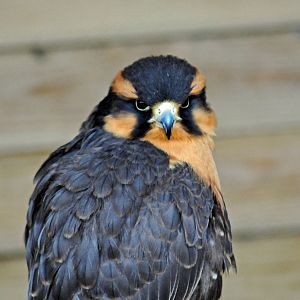 Aplomado Falcon