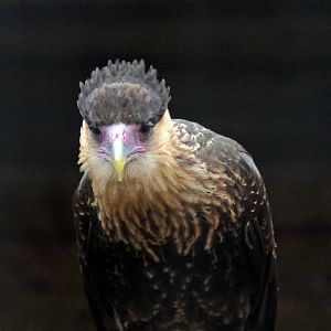 Crested Caracara