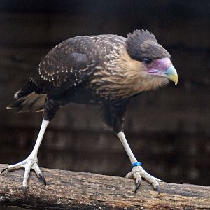 Crested Caracara