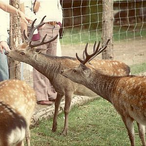 Japanese Sika Deer 1985
