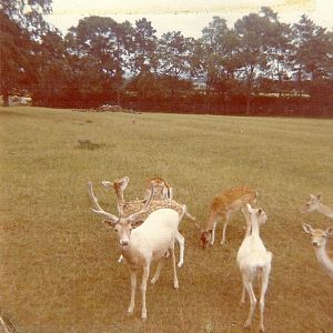 Fallow Deer 1976
