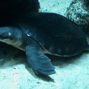 fly river turtle 080112