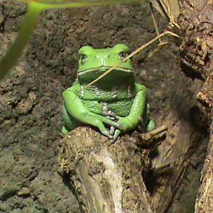 waxy monkey frog 080112