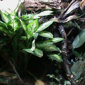 frog vivarium 080112