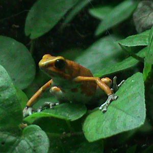 strawberry poison frog? 080112