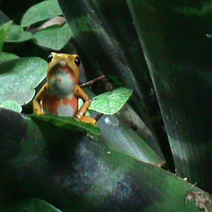 strawberry poison frog? 080112