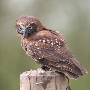 Boobook Owl, Gauntlet 2008