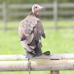 Hooded Vulture, Gauntlet 2008