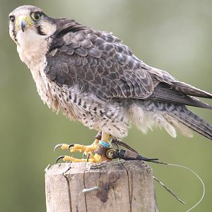 Peregrine Falcon, Gauntlet 2008