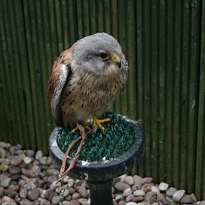 Male Kestrel, Gauntlet 2008