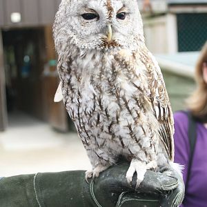 Tawny Owl, Gauntlet 2008
