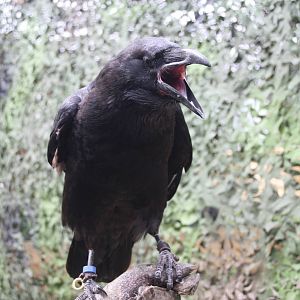 Scooby the Raven, Gauntlet 2008