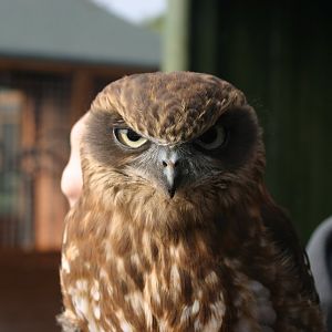 Boobook Owl, Gauntlet 2005