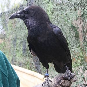 Raven, Gauntlet 2008