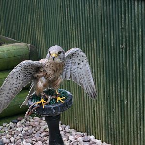 Male Kestrel, Gauntlet 2008
