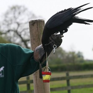 Raven Demonstration #1, Gauntlet 2008