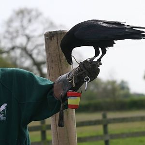 Raven Demonstration #2, Gauntlet 2008