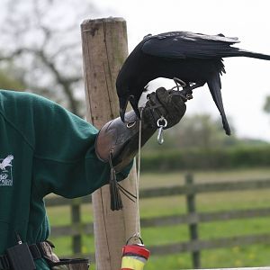 Raven Demonstration #3, Gauntlet 2008
