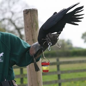 Raven Demonstration #4, Gauntlet 2008
