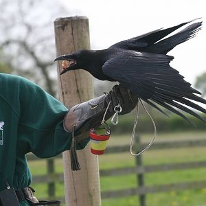 Raven Demonstration #5, Gauntlet 2008