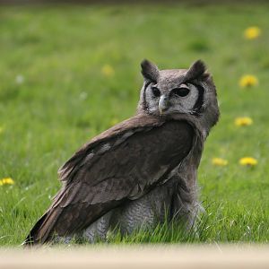 Milky Eagle Owl, Gauntlet 2008