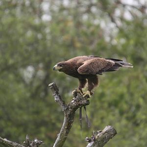Tawny Eagle, Gauntlet 2008