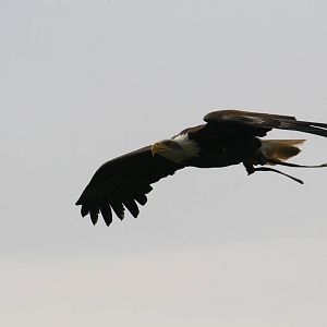 Bald Eagle, Gauntlet 2008