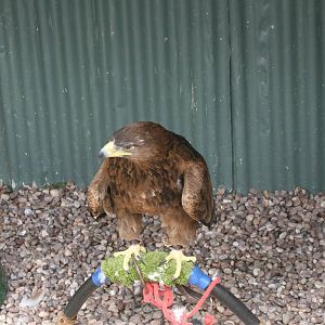 Tawny Eagle, Gauntlet 2008