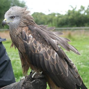 Red Kite, Gauntlet 2008