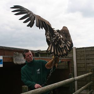 Returning to the Mews