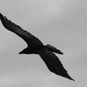 Raven in Flight
