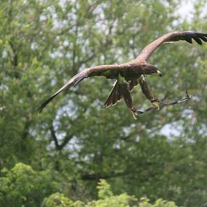 Tawny Eagle, Gauntlet 2008