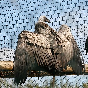 African White Backed Vulture, Gauntlet 2008